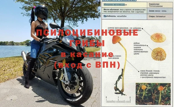стафф Алзамай