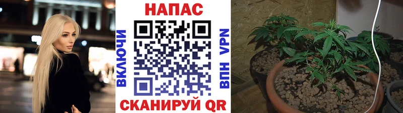 Каннабис гибрид где купить наркоту Устюжна